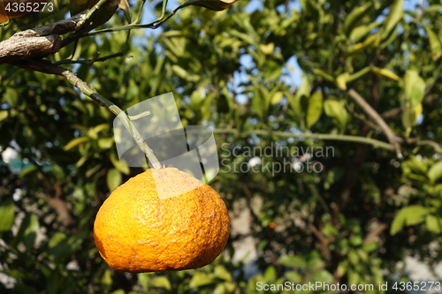 Image of Orange mandarin on the tree