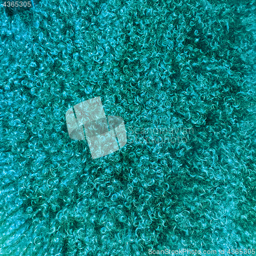 Image of Turquoise colored sheepskin background