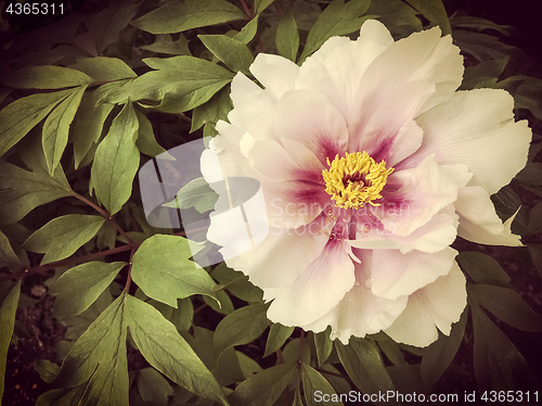 Image of Vintage style image of a wild rose