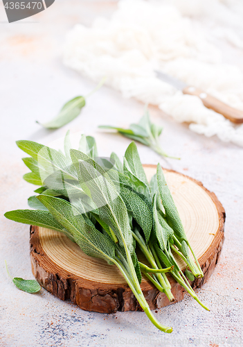 Image of fresh sage