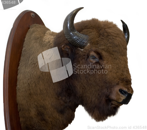 Image of Bison Head