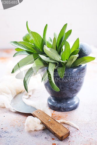 Image of fresh sage