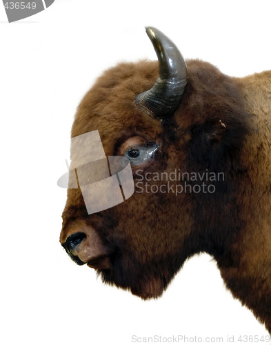 Image of Isolated Buffalo