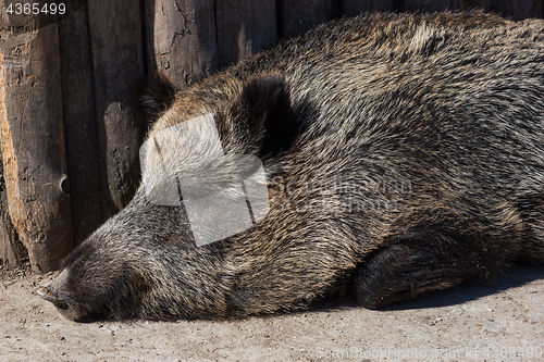 Image of Wild boar in zoo