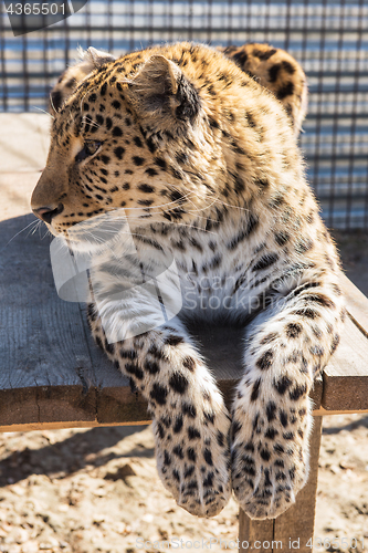 Image of Portrait of the leopard