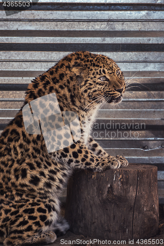 Image of Portrait of the leopard