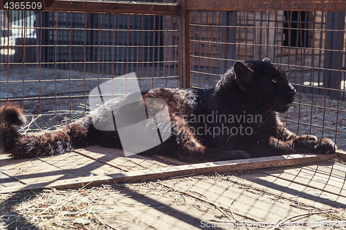 Image of Portrait of the black puma