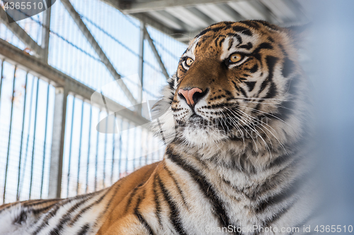 Image of Portrait of the leopard