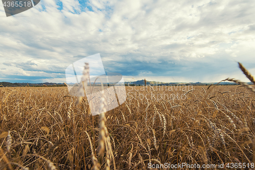 Image of wheat field on sunset