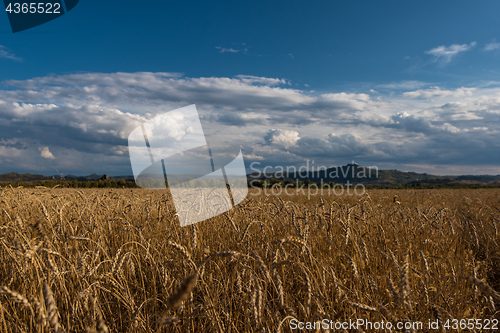 Image of wheat field on sunset