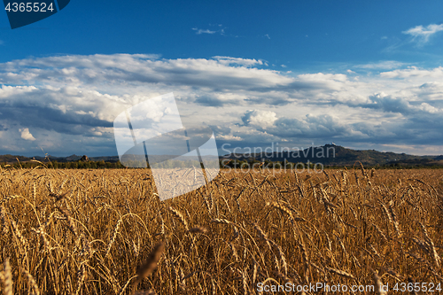 Image of wheat field on sunset