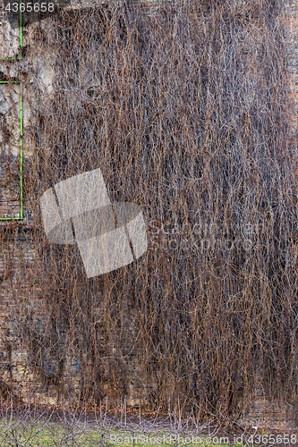 Image of Ivy on brick wall, without leaves