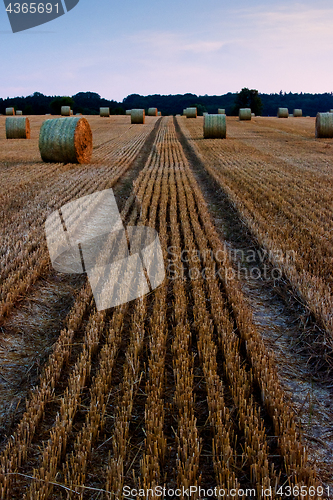 Image of Straw bales on a field after harvest