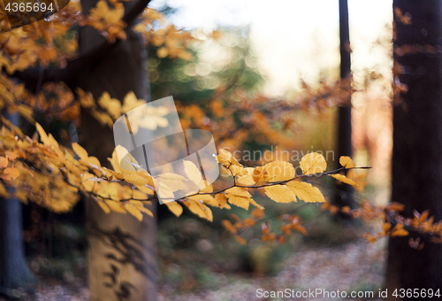 Image of Autumn beech forest. Abstract background