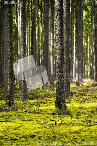 Image of Spring forest