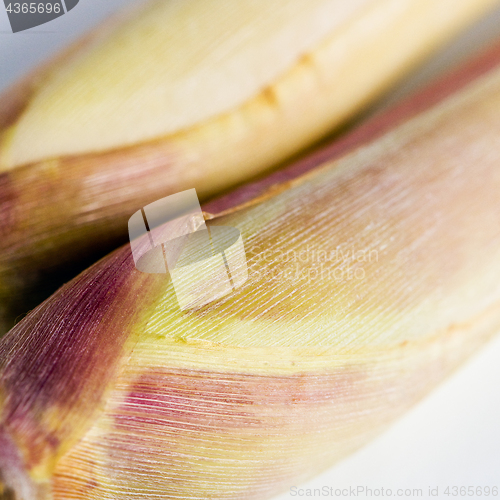 Image of Detail of lemon grass (oil grass)