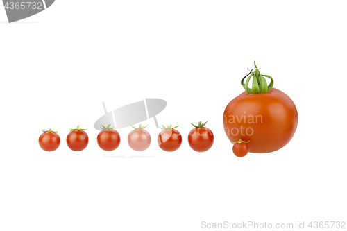 Image of Tomato covey.