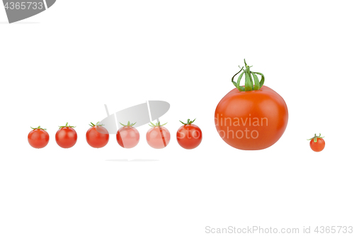 Image of Tomato covey.