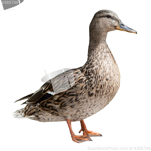 Image of Mallard Duck Bird