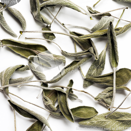 Image of Dried sage (salvia) leaves 