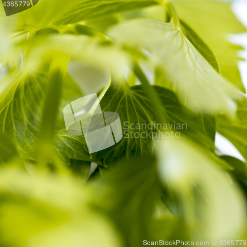 Image of Lovage leaves