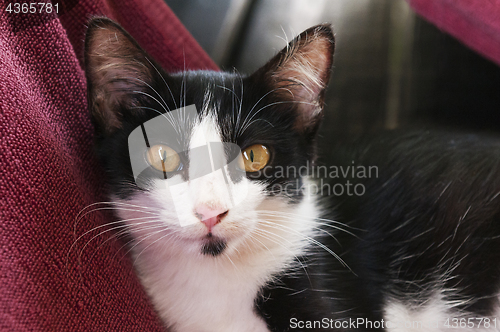 Image of Black-white kitten 