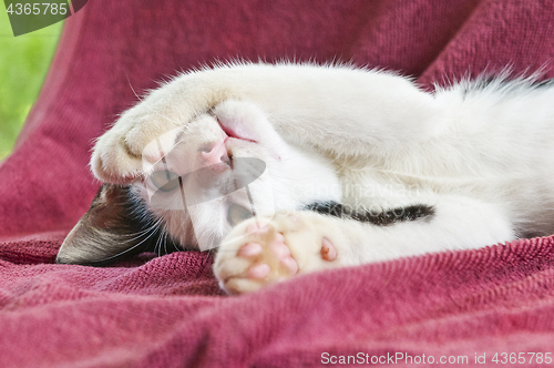 Image of A kitten lying on its back