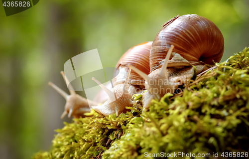 Image of Helix pomatia also Roman snail, Burgundy snail