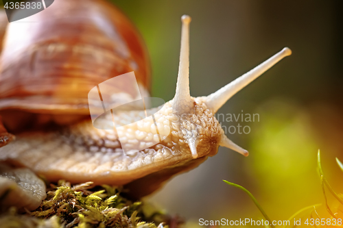 Image of Helix pomatia also Roman snail, Burgundy snail