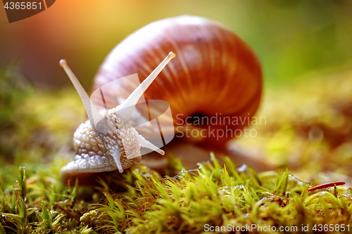 Image of Helix pomatia also Roman snail, Burgundy snail