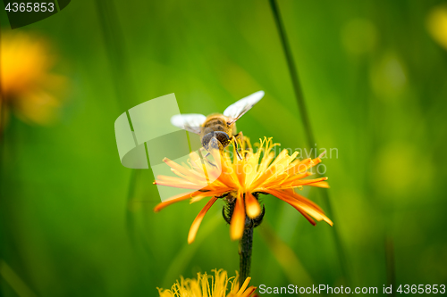 Image of Wasp collects nectar from flower crepis alpina