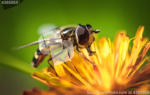 Image of Wasp collects nectar from flower crepis alpina