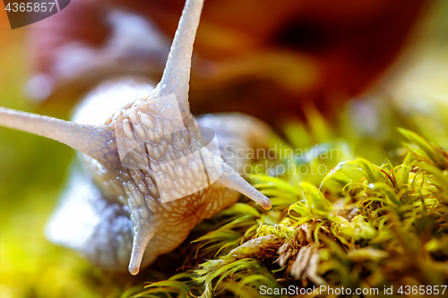 Image of Helix pomatia also Roman snail, Burgundy snail