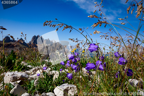 Image of Abstract background of Alpine flowers.