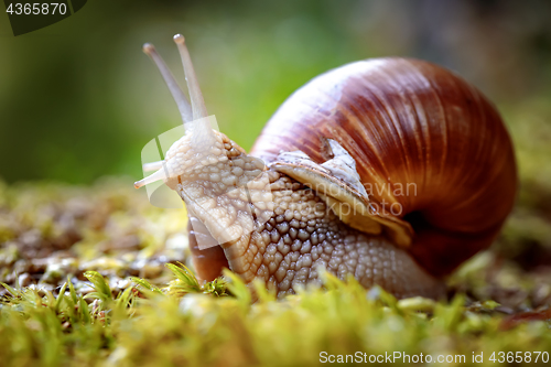 Image of Helix pomatia also Roman snail, Burgundy snail