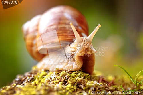 Image of Helix pomatia also Roman snail, Burgundy snail