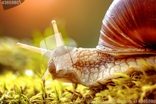 Image of Helix pomatia also Roman snail, Burgundy snail