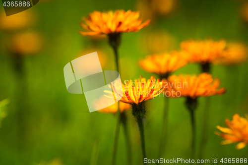 Image of Crepis alpina - Abstract background of Alpine flowers