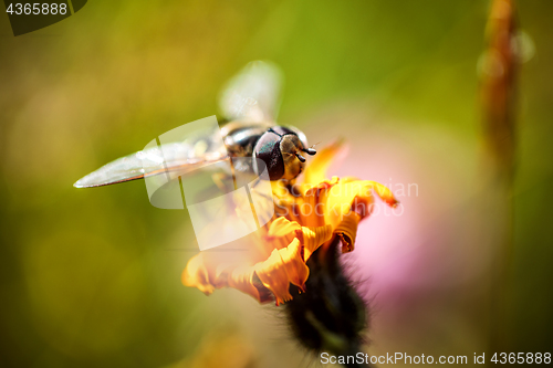 Image of Wasp collects nectar from flower crepis alpina