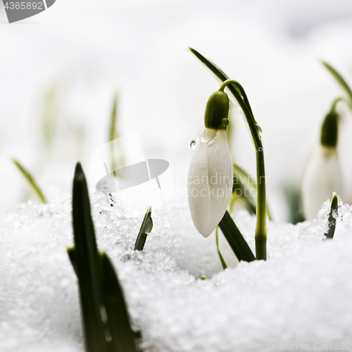 Image of Snowdrop flower in snow