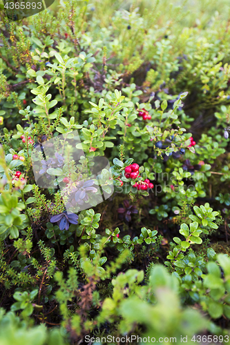 Image of Cranberries (lingonberries) in a forest