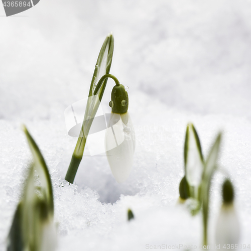 Image of Snowdrop flower in snow