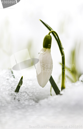 Image of Snowdrop flower in snow