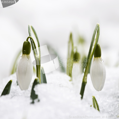 Image of Snowdrops in snow