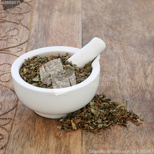Image of Figwort Leaf Herb