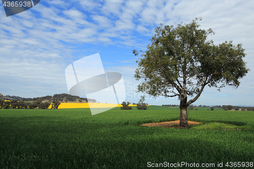 Image of Harvest Fields in Central West NSW