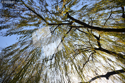 Image of Branches of weeping willow growing on the coast of West Lake