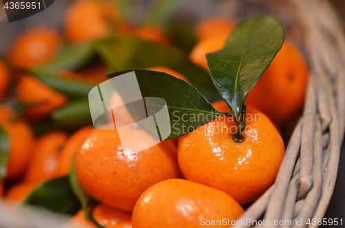 Image of Tangerines fruits with leaves