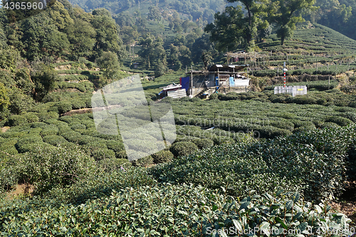 Image of Green Chinese Longjing tea plantation