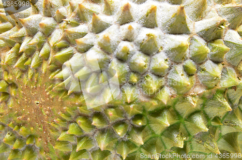 Image of Durian fruit isolated on white background